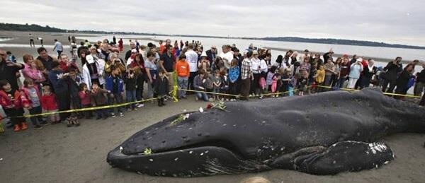 pc28加拿大二维码入口 @探索PC28加拿大版二维码入口新方式